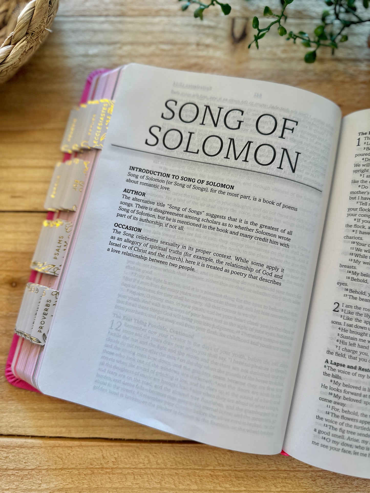 KJV Simplified Young Girls Bible